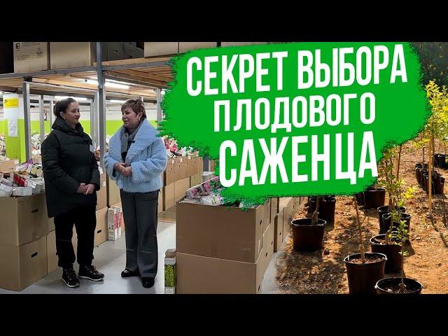 Как выбрать плодовый саженец - самая ПОЛНАЯ инструкция.