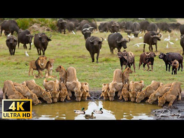 4K African Wildlife: The Super Beautiful Moment of Hwange National Park With Real Sounds