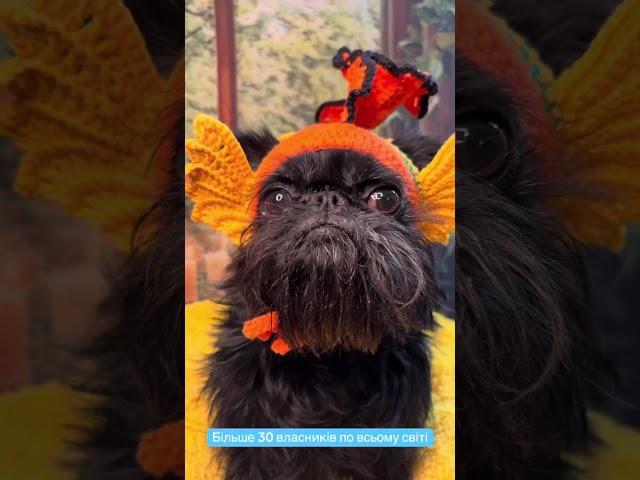 Шапочки для цуценят, авторська робота #amigurumi  #hatdog #грифон