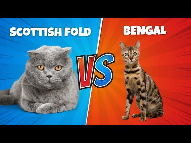 Scottish Fold vs. Bengal (Which Is BETTER?)