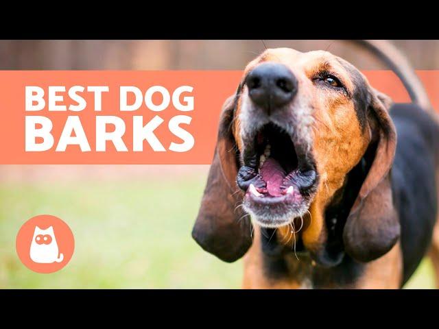 BEST Videos of DOGS BARKING REALLY LOUD  Very Funny Dog Barking Comp!