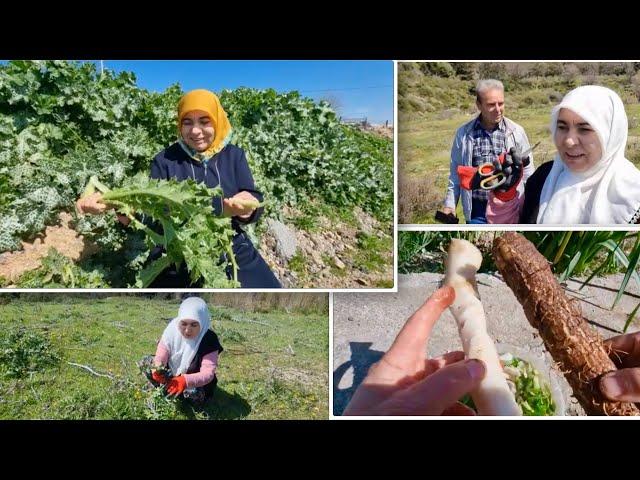 BİLİN YETER  MUCİZEVİ ÇEŞİTİ KÖKÜ YAPRAĞI BİR YEMEK İŞTE DOĞAL ŞEVKETİBOSTAN DİKEN KARIŞTIR ŞİFA BU