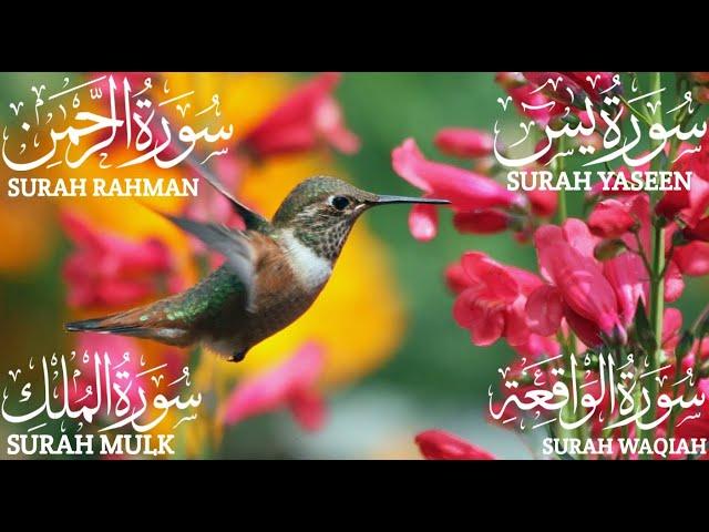 Surah Yaseen (Yasin) | Surah Rahman | Surah Waqiah | Surah Mulk | Beautiful Quran Recitation EP: