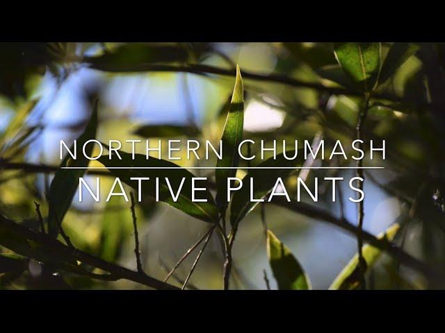 Episode 7: Chumash Native Plants