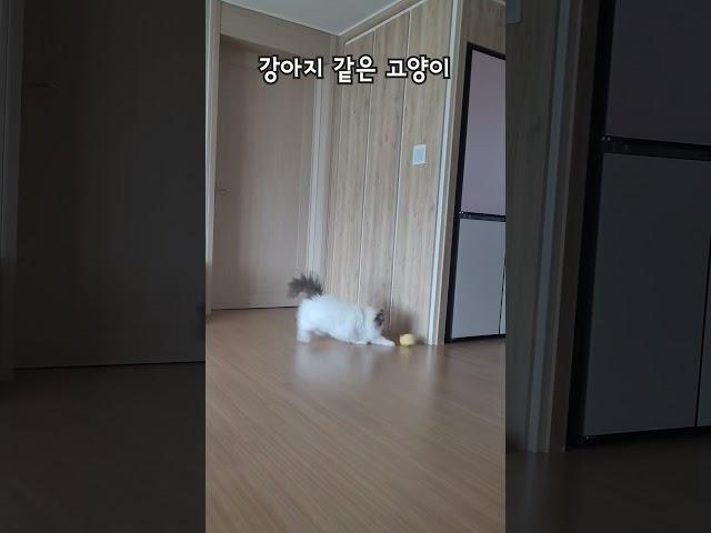 인형 물고 오는 고양이#혼자서도잘놀아요#강아지#인형놀이
