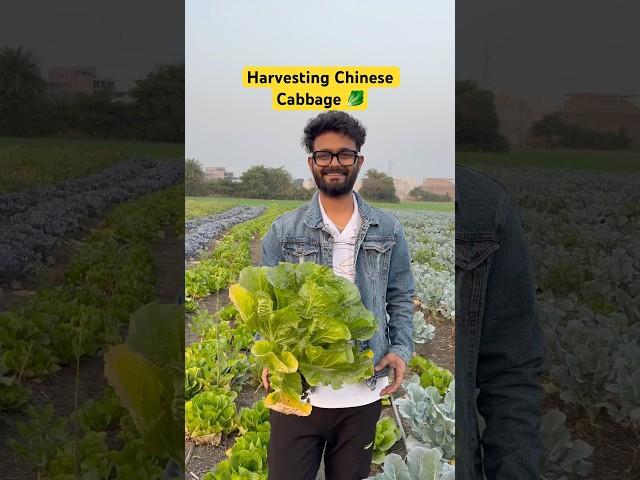 Harvesting Farm Fresh Chinese Cabbage 