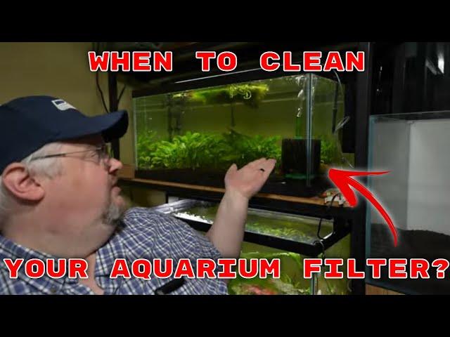 How Often Should You Clean Your Aquarium Filter?