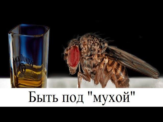 Быть под "мухой"