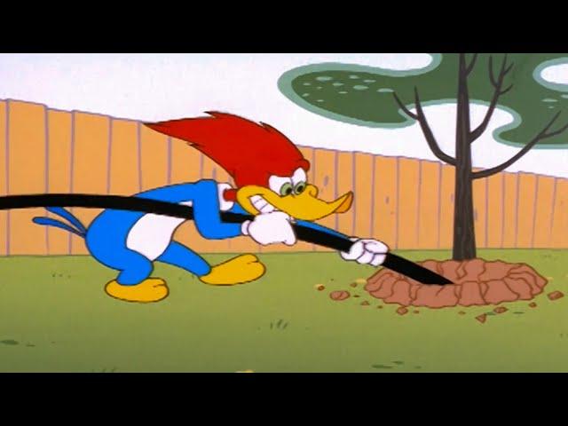 Woody Will Do Anything! | 1 Hour of Woody Woodpecker Full Episodes