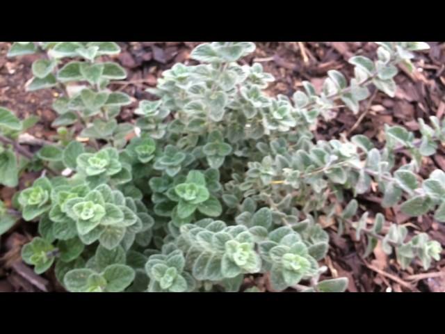 My Prized Origanum Syricacum - Zaatar Plant