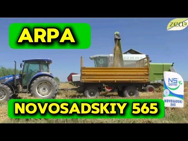 Arpa Novosadskiy 565 urug'lar sotuvda 993280080.#arpa #senaj #ячмень #арпа #сенаж #дон #уруг #агро