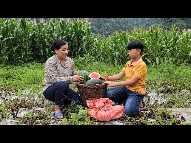 Single mother and son harvest the last watermelon garden to sell - Hoa Thi Thom