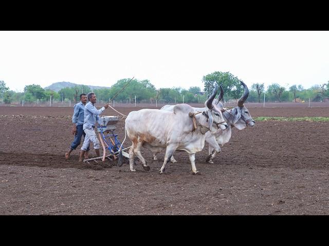 વાવણી | A Day Life Of Indian Farmer || Vavani | Peanut Farming | Farmers Life In Gujrat