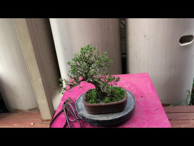 How to style and shape bonsai olive - maintaining and wiring olive bonsai