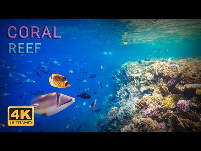 10 Hours Coral Reef 4K + Soothing Music, Sealife & Corals Underwater | fish, Planet Earth