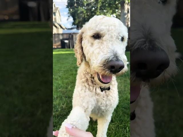 My cutie buddy #buddy #cutie #pet #dogball #puppy #goldendoodle