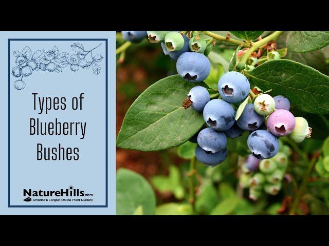 Which Blueberry Should I Plant? | NatureHills.com