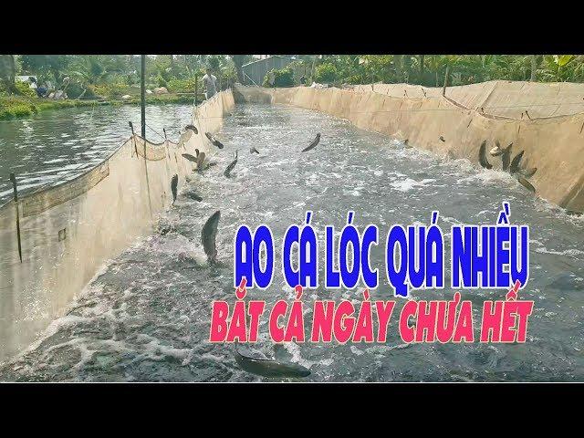 AO CÁ LÓC NHIỀU QUÁ, THU HOẠCH CÂN BÁN CẢ NGÀY KHÔNG HẾT, MÔ HÌNH CHĂN NUÔI, SNAKEHEAD FARMING, HQV