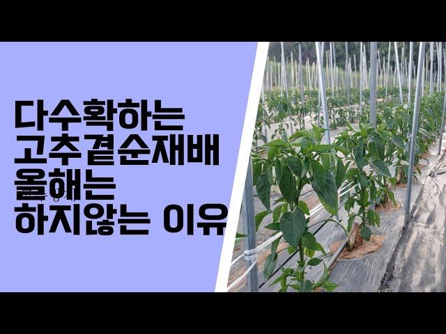#고추 정식 한달이 되면 이것은 꼭 해줘야,다수확 곁순재배를 포기한 까닭은