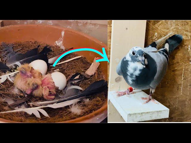 Amazing pigeon growth from Day 1 to Day 30