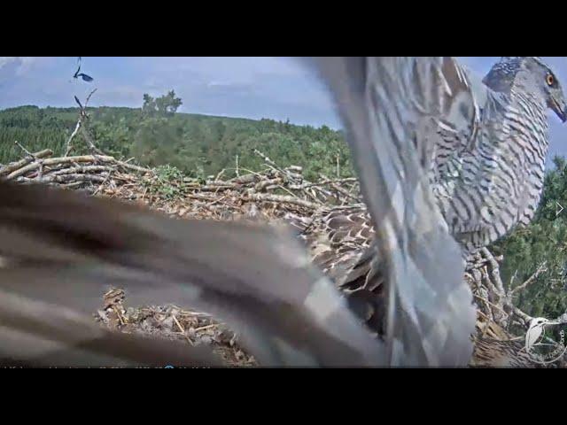 Jastrząb atakuje i  porywa jedno młode   -  Ospreys in Kurzeme, Latvia 2021 07 09