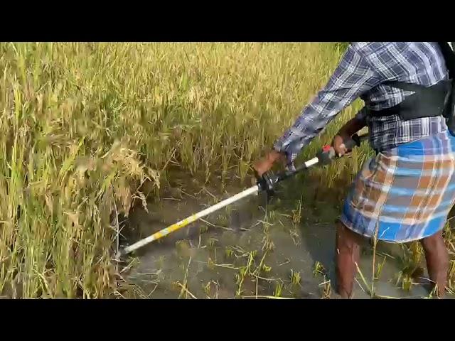 Brush cutter  Paddy cutting// Nexgen farming machineries