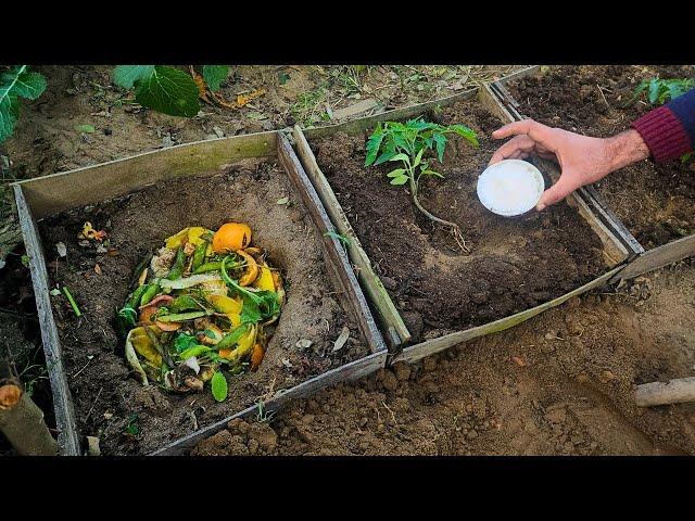 The Most UNUSUAL Way to Grow Tomatoes – Bigger, Sweeter, and FASTER