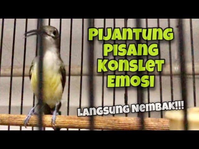 KONSLET!! Pijantung Pisang Gacor Dor Emosi Full Nyerecet Mbeset Nembak Durasi Panjang | Kicau Tembak