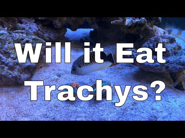 Will My Large Saltwater Angelfish Eat Trachyphyllia? | Angelfish Reef LX 270.6 - Part 17