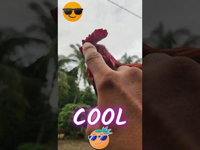 Chill