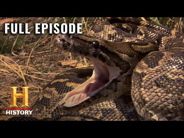 Life After People: Vicious Reptiles Conquer the Planet (S1, E5) | Full Episode | History