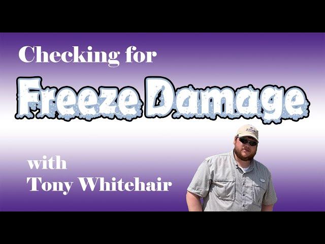 How To: Check Wheat for Freeze Damage