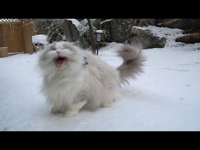 An adorable wild tiger roars at the camera