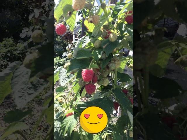 Малина Венге  #strawberry #огород #сад #клубника #дача #garden