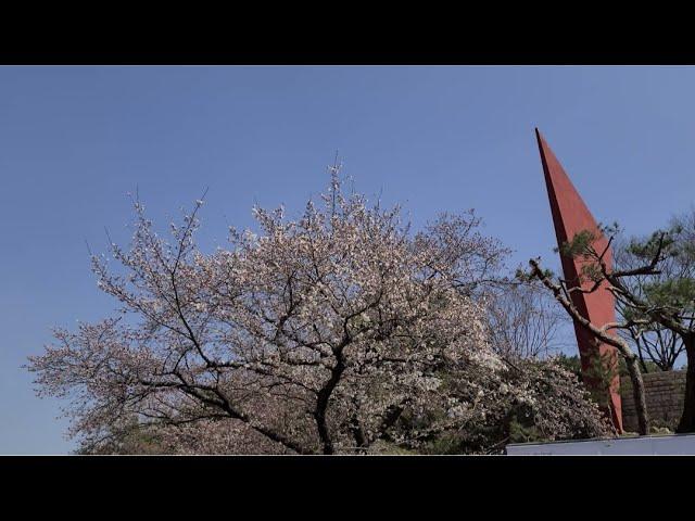 [4K] Spring Flowers in Bloom on the Way to MMCA Gwacheon in South Korea