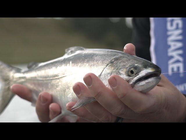 IFISH TV Lake Bullen Merri - Chinook Salmon Series 17