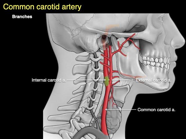 Arteries of the neck