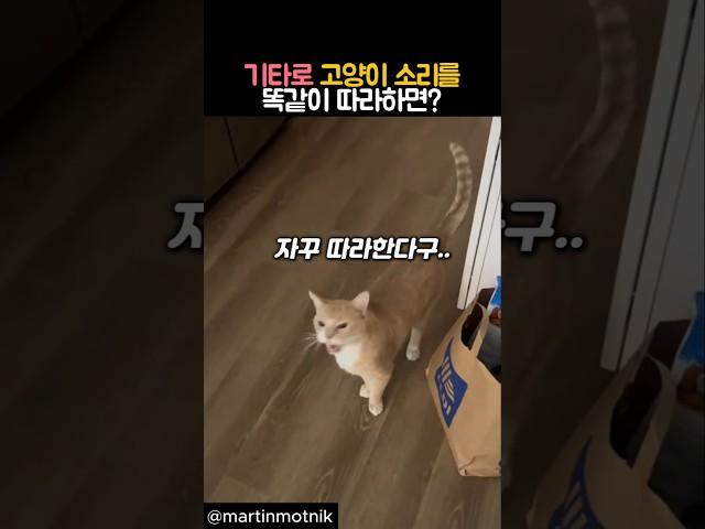 기타로 고양이 소리를 똑같이 따라하면? #동물 #고양이