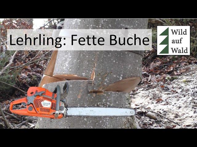 Fällung: Dickste Buche meiner Lehrzeit - mit Husqvarna 572 XPG