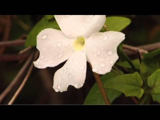 A Maui Moment... The Flowers of Maui