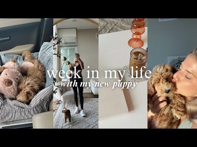 WEEKLY VLOG! (the reality of puppy life…, new routines + training my puppy!)