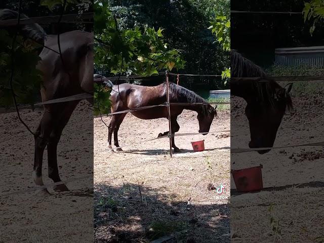 Bahi mom-to-be enjoying brunch #horses #horse #broodmare #arabianhorse