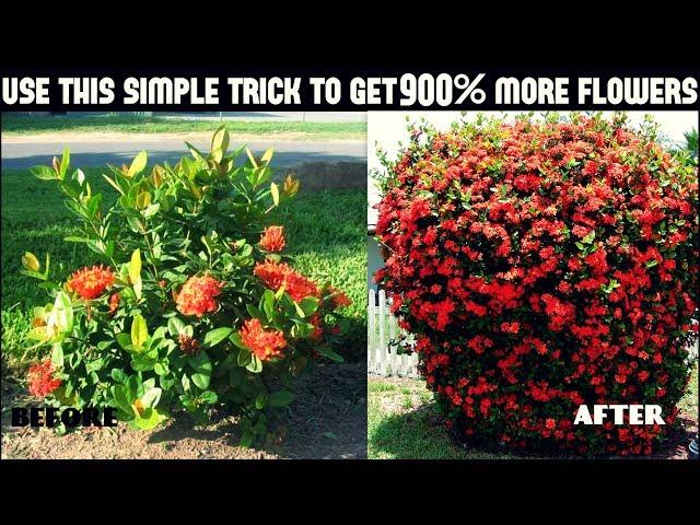 Do This And Get 900% More Flowers On Your Plants/100% Success