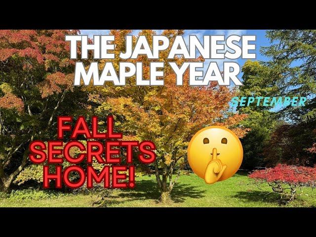 Japanese Maples: Fall secrets Home