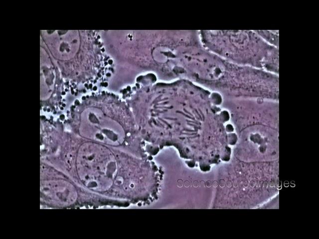 Mitosis in an animal cell Under the Microscope