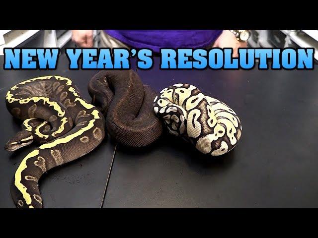 New Year's Resolutions for Olympus Reptiles snake breeding!