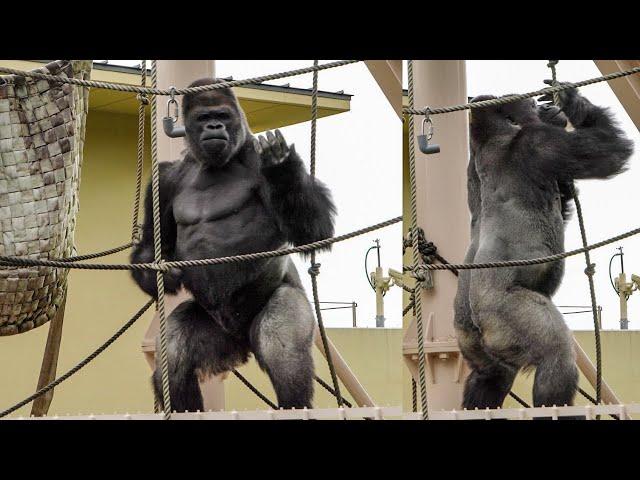 Shabani dances beautifully. Annie is so happy to play w/ Kiyo.⎮HIGASHIYAMA ZOO GORILLAS⎮東山動植物園ゴリラ