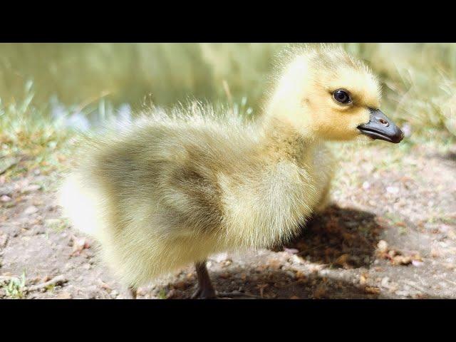 Baby Gosling Falling Asleep And Waking Up