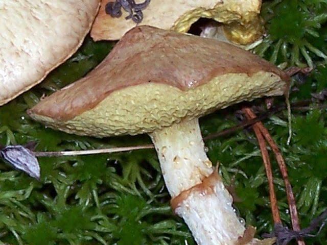 Редкий гость - Маслёнок болотный - Suillus flavidus