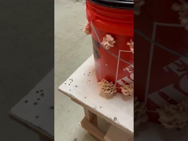 5 gallon bucket tech￼